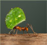 A leafcutter ant under a leaf