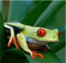 A red-eyed tree frog photo