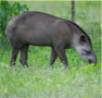 A tapir photo