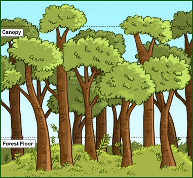 illustration of the rainforest with labels for the canopy and forest floor