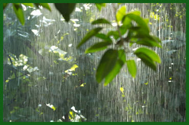 rain falling in the rainforest