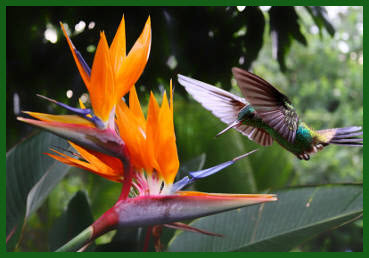 hummingbird hovering over a tropical flower