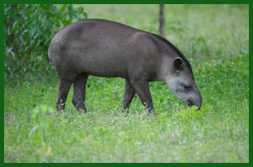 tapir eating grass