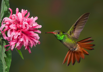 hummingbird hovering in front of a flower