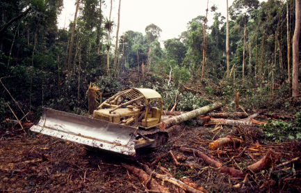 tree harvesting site