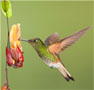 A hummingbird photo