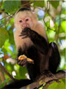 A capuchin monkey photo