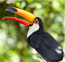A toucan photo