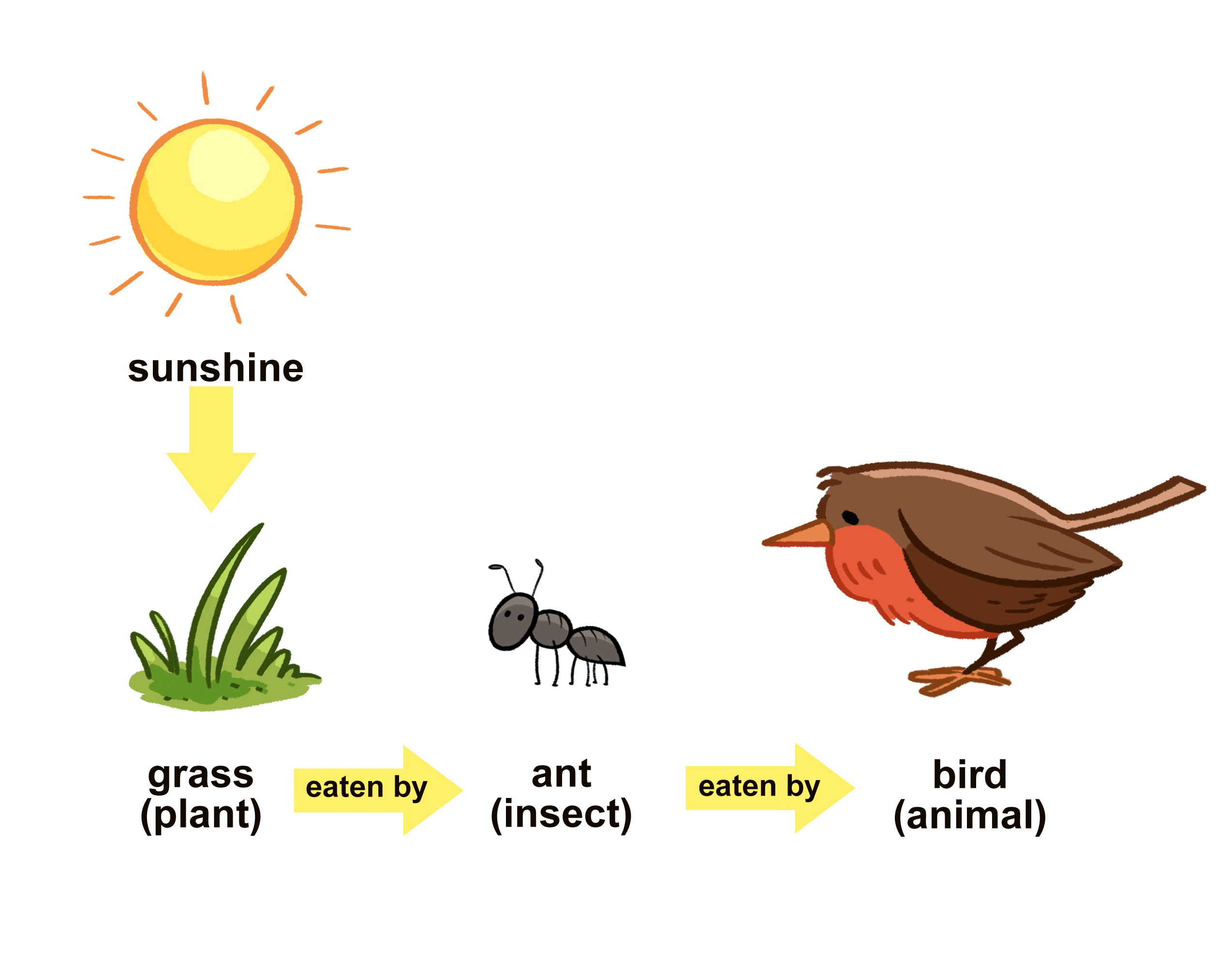Sun shines down on grass (a plant). Plant is eaten by an ant (insect). Insect is eaten by a bird (animal).