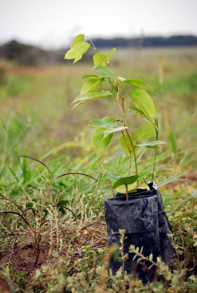 small sapling tree