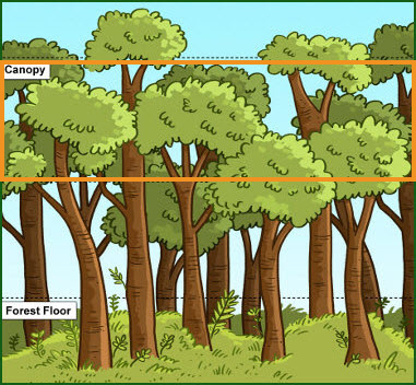 illustration of the rainforest with labels for the canopy and forest floor; canopy area is highlighted with a box