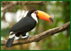 Toucan on a branch