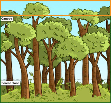 illustration of the rainforest with labels for the canopy and forest floor; area above the canopy is highlighted with a box