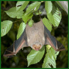 Bat hanging from a tree