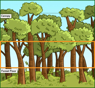 illustration of the rainforest with labels for the canopy and forest floor; area below the canopy is highlighted with a box