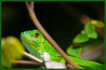 lizard in a tree