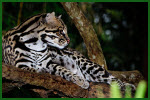 ocelot in a tree