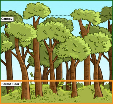 illustration of the rainforest with labels for the canopy and forest floor; forest floor area is highlighted with a box