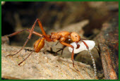 Ant crawling on tree