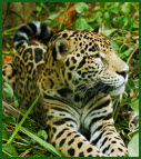 Jaguar resting on the ground 
