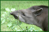 Tapir eating plants