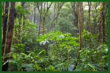 cluster of trees in the rainforest