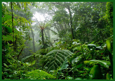 cluster of trees in the rainforest