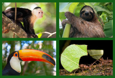fours pictures; monkey, sloth, toucan, leafcutter ants