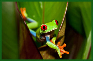 red-eyed tree frog wedged in a leaf