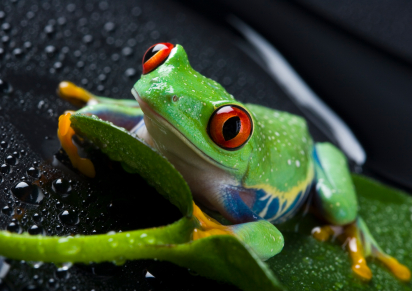 wet red-eyed tree frog on a wet leaf