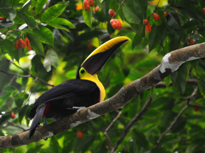 toucan eating fruit from a tree while sitting on a tree branch