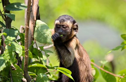 capuchin monkey eating fruit from a tree