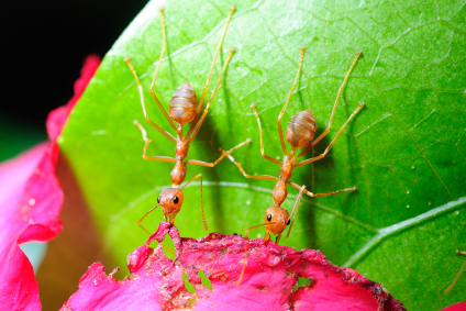 two leafcutter ants on a leaf eating plant sap