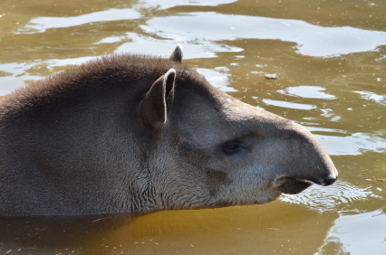 tapir swimming in a pond